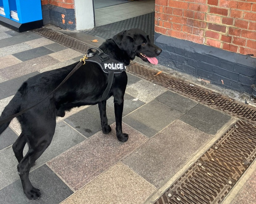 Police Dog Saffy - a black Labrador wearing a harness that says 'Police' on it
